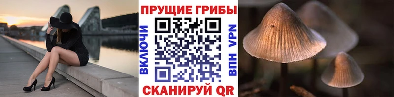 Галлюциногенные грибы Psilocybe  закладки  Бикин 